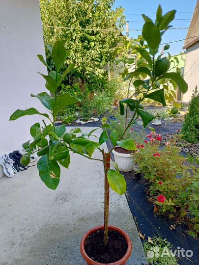 Павловский лимон