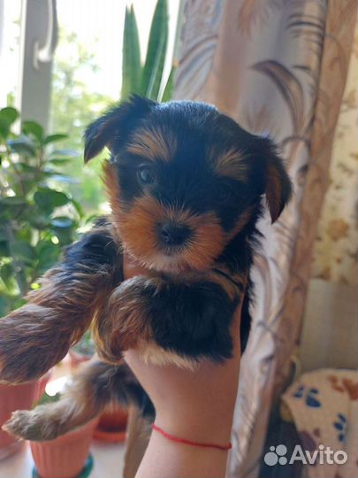 Йоркширский терьер