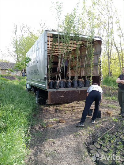 Тополь пирамидальный колоновидный без пуха
