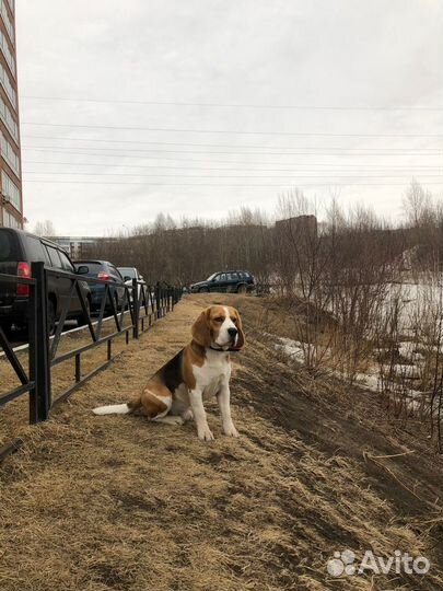 Бигль вязка