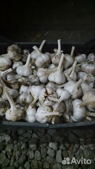 Чеснок
