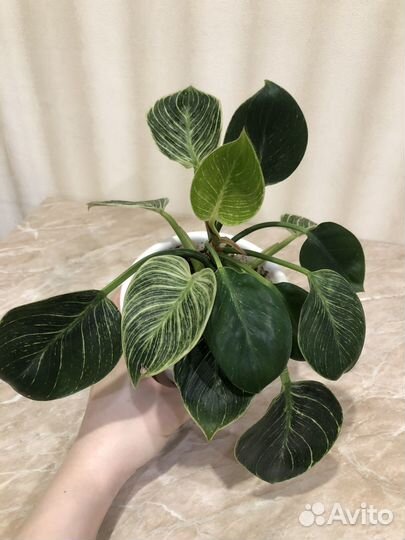 Филодендрон биркин вайт