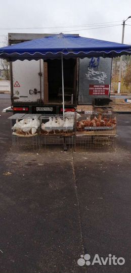 Куры несушки молодки