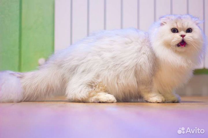 Шикарный, нарядный парень