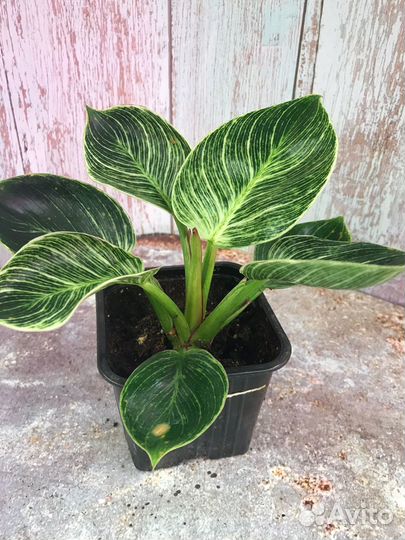 Филодендроны