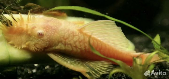 Красная лорикария, кр. неон, скалярии, анциструсы