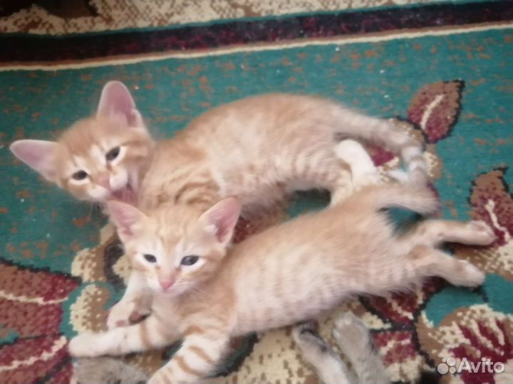 Котята в добрые руки бесплатно