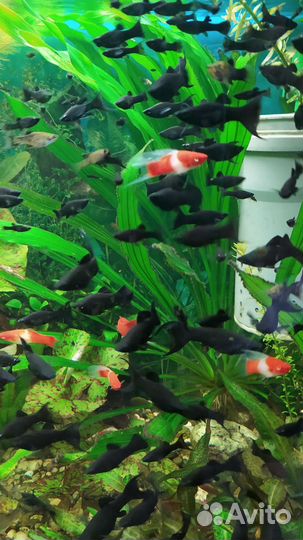 Молинезия лира черная