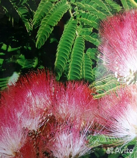 Альбиция ленкоранская