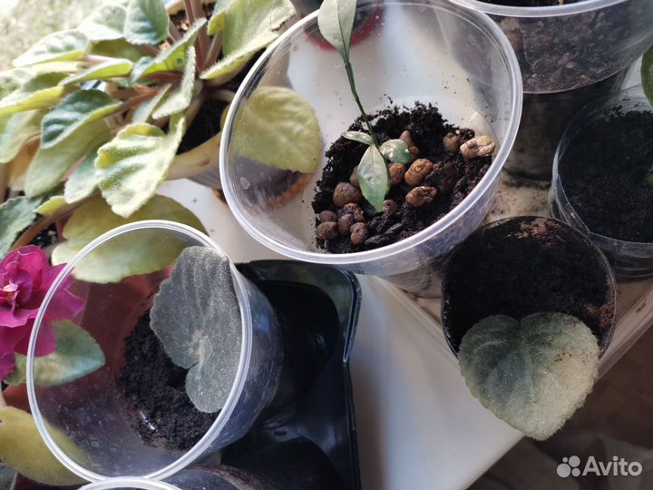 Укорененные фиалки, лимон, фикус