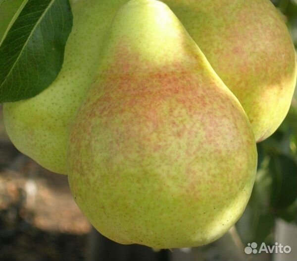 Колоновидные яблони