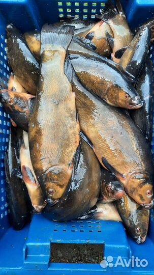 Свежая рыба линь,уклейка (немелкая)