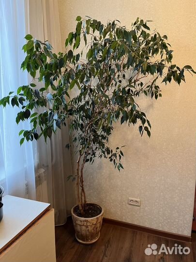 Фикус Бенджамина