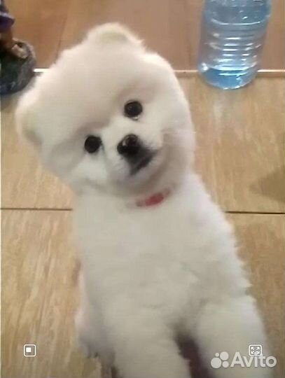 Щенки шпица