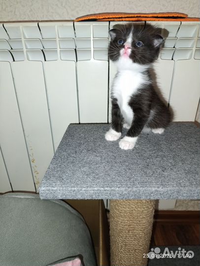 Отдам вислоухого котенка в хорошие руки