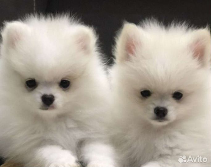 Маленькая собачка