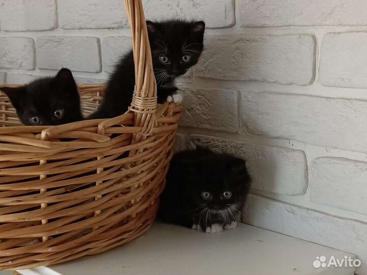 Черные котята в добрые руки бесплатно