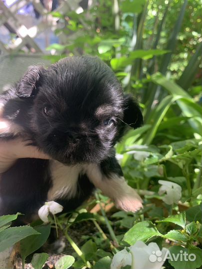 Щенки пекинеса, девочки