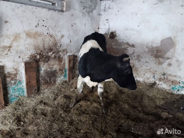 Тёлка племенная Айширская 1 год