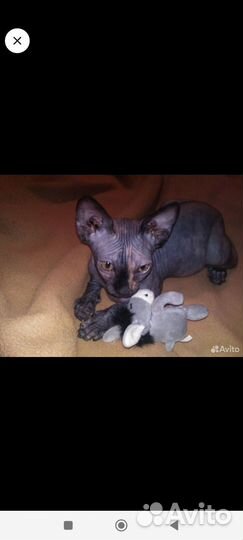 Канадский сфинкс