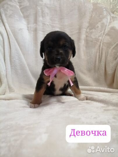 Щенок-подросток