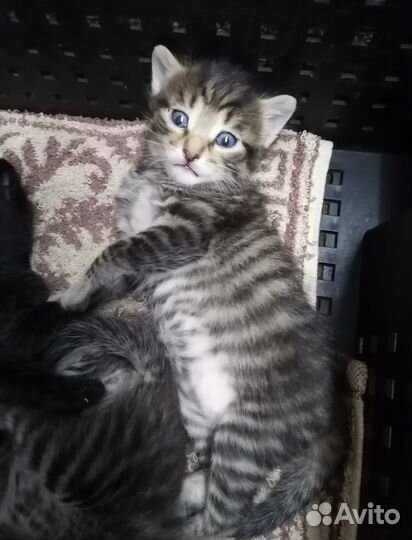 Котята в дар