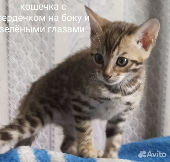 Бенгальские котята