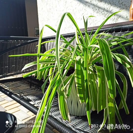 Хлорофитум