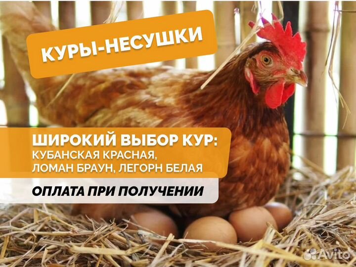 Куры несушки Легорн белая