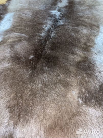 Шкура северного оленя