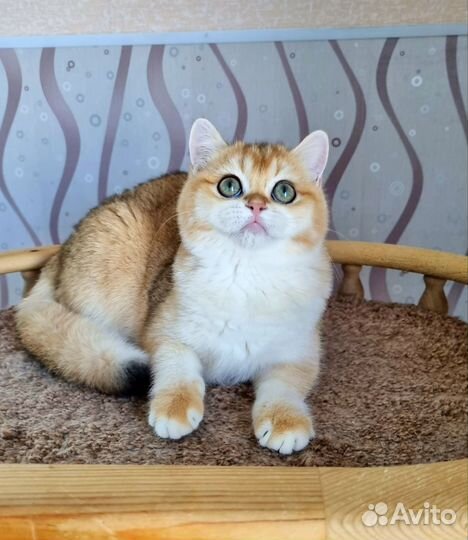 Девочка очаровашка