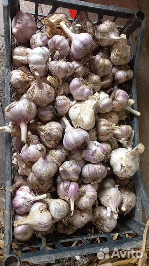 Чеснок