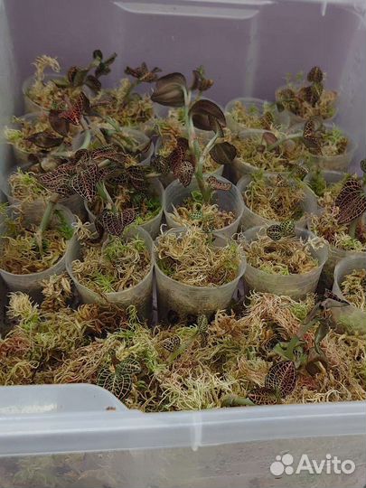 Сортовые фиалки мини