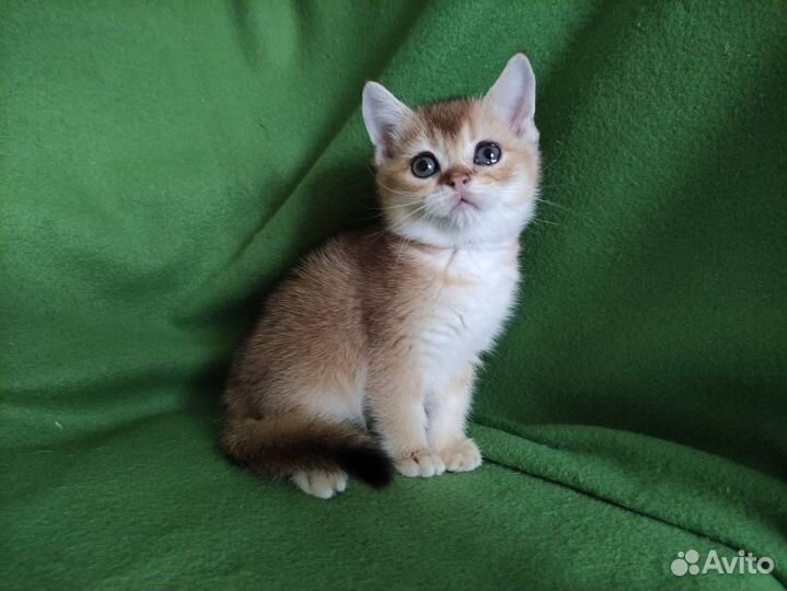 Золотые котята