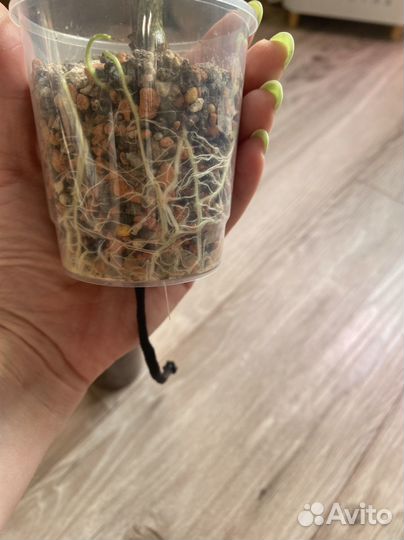 Алоказия крыло летучей мыши