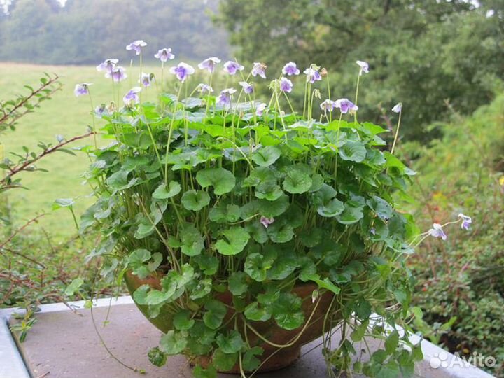 Виола Хедерацея (Hederacea)
