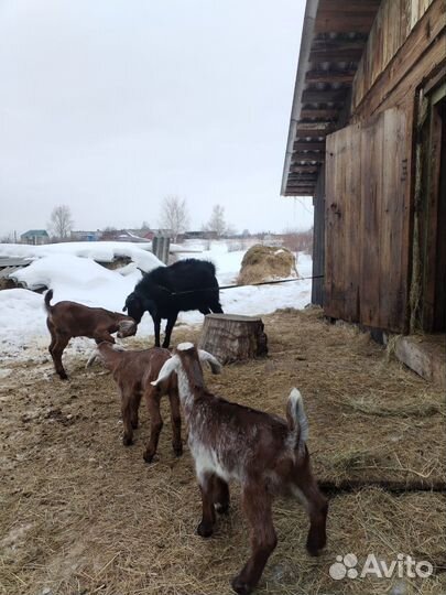 Продаются козлики