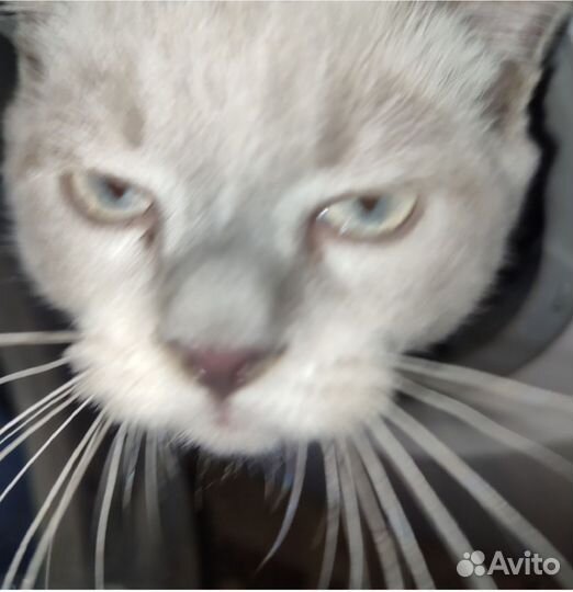 Британский кот