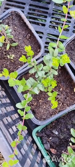 Саженцы клюквы садовой Пилигрим