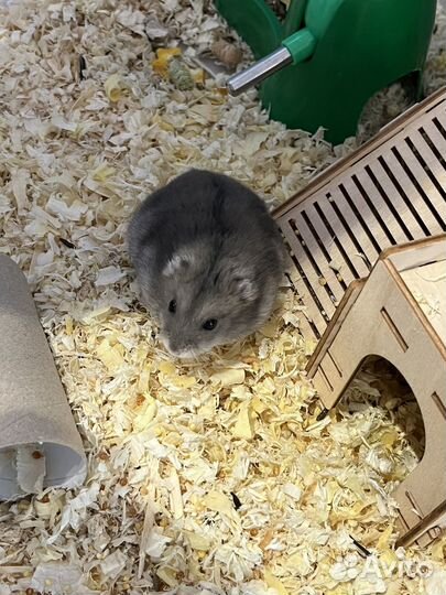 Джунгарский хомяк бесплатно