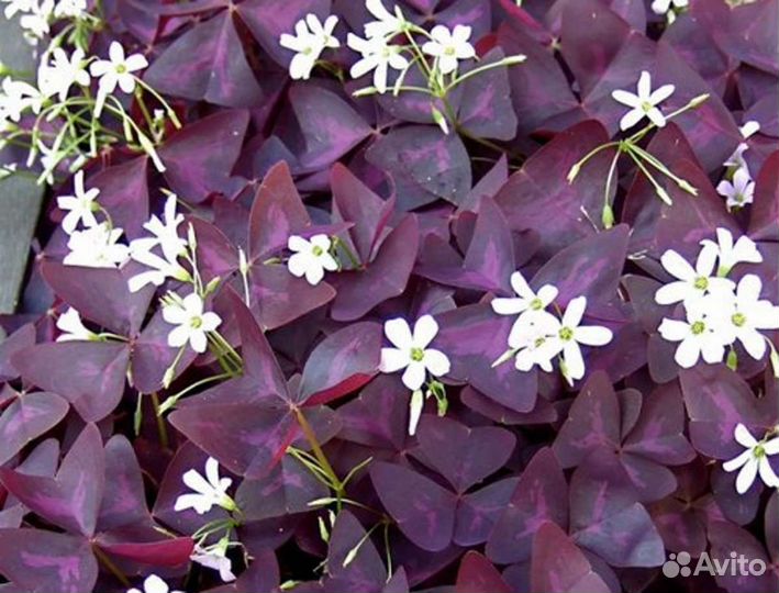 Счастье в дом - Кислица оксалис