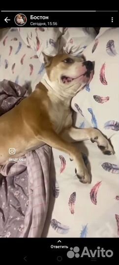 Стаффордширский терьер щенки