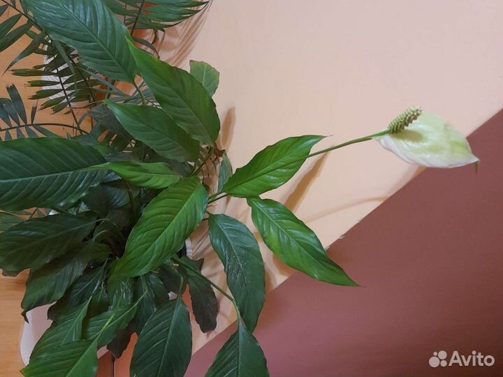 Спатифиллум (женское счастье)