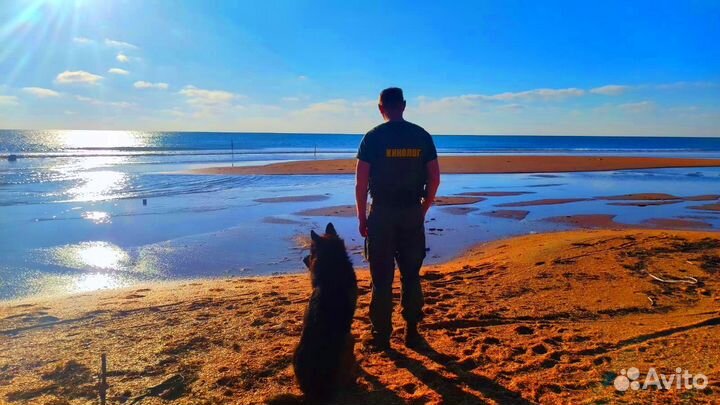 Кинолог. Зоопсихолог. Дрессировка. Выгул. Тренер