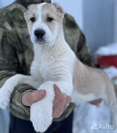 Щенки сао алабай