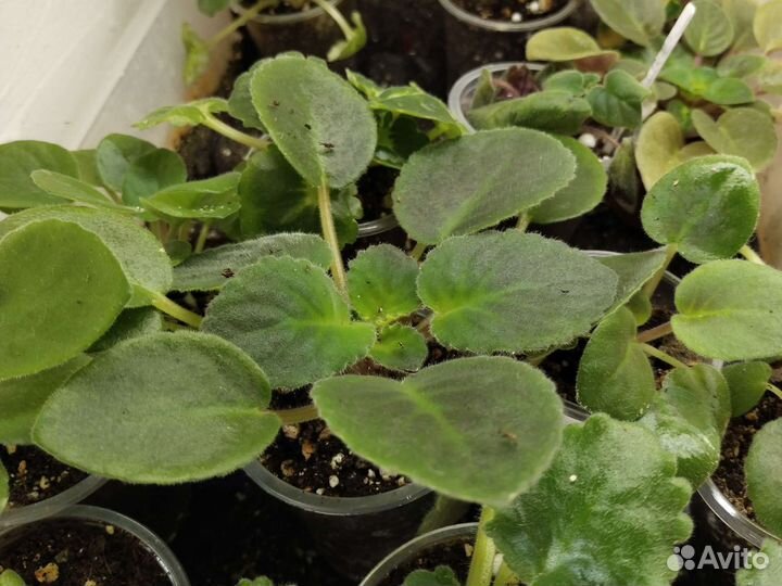 Цветущие фиалки.Детки фиалок сенполий