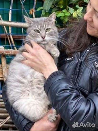 Серая кошка Юка в любящие ручки