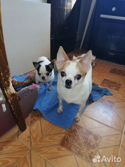 Солнышко (мини) чишка