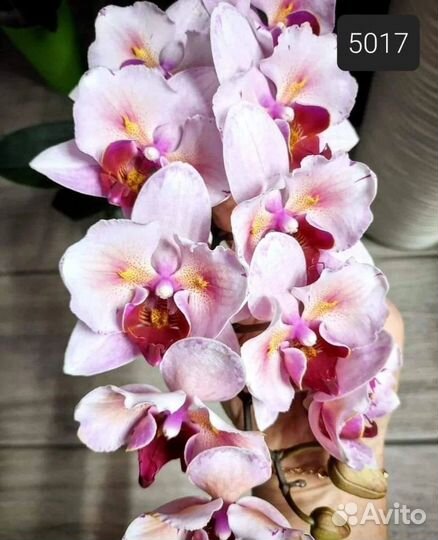 Бабочка орхидея PF 5017