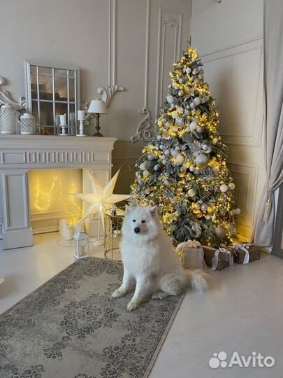 Красавец самоед